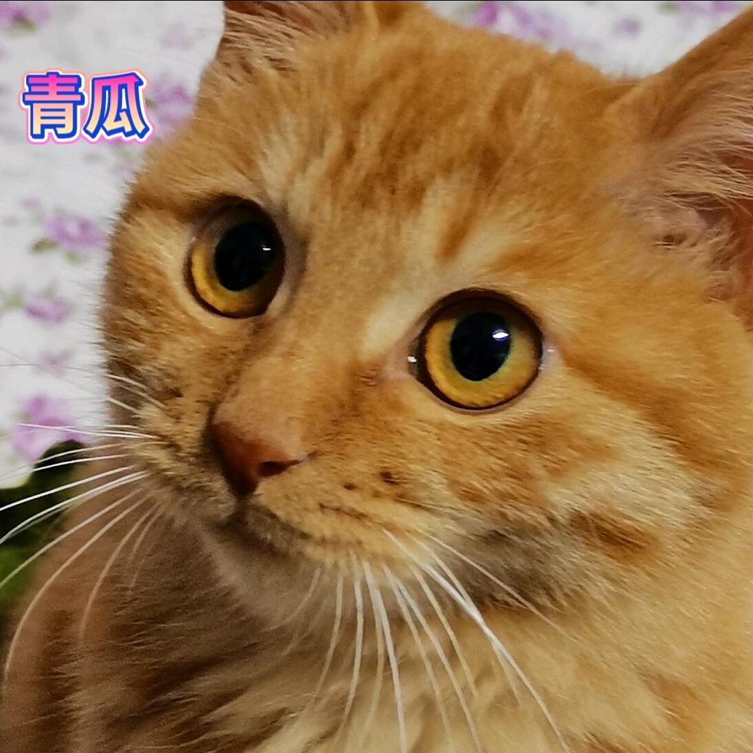 月下灰狼