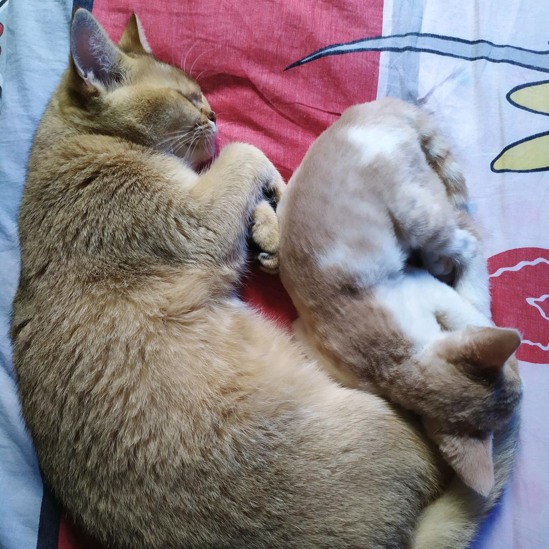 六一＆十一