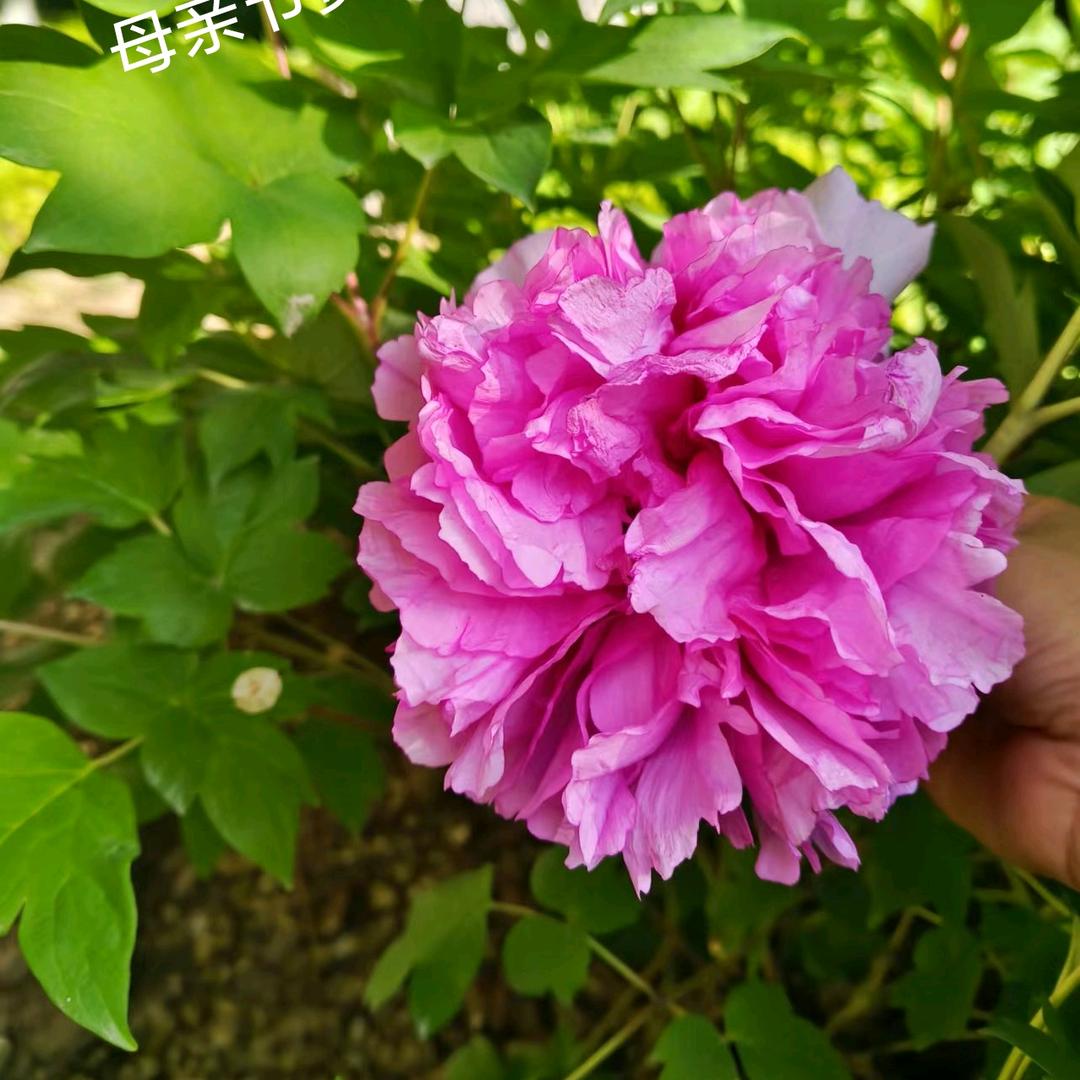逐梦传奇