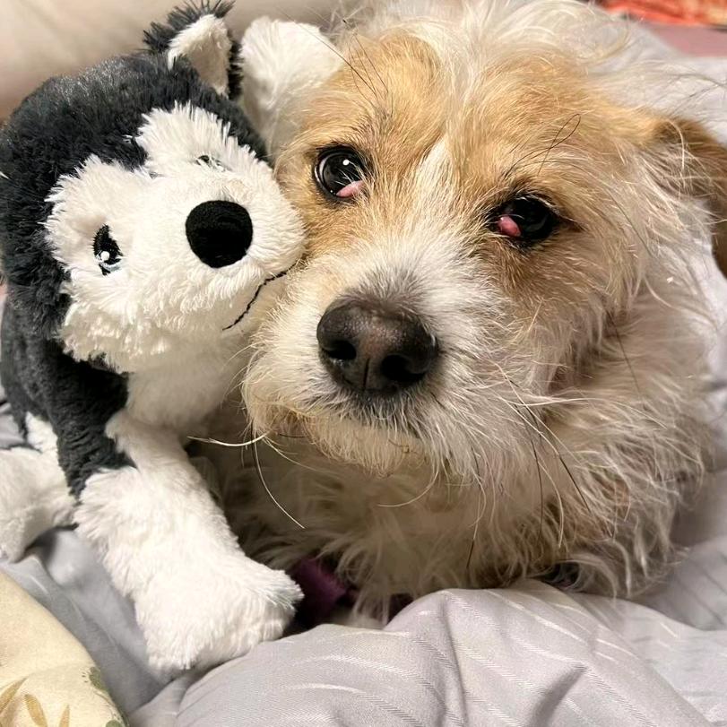 👑紫禁荣耀👑