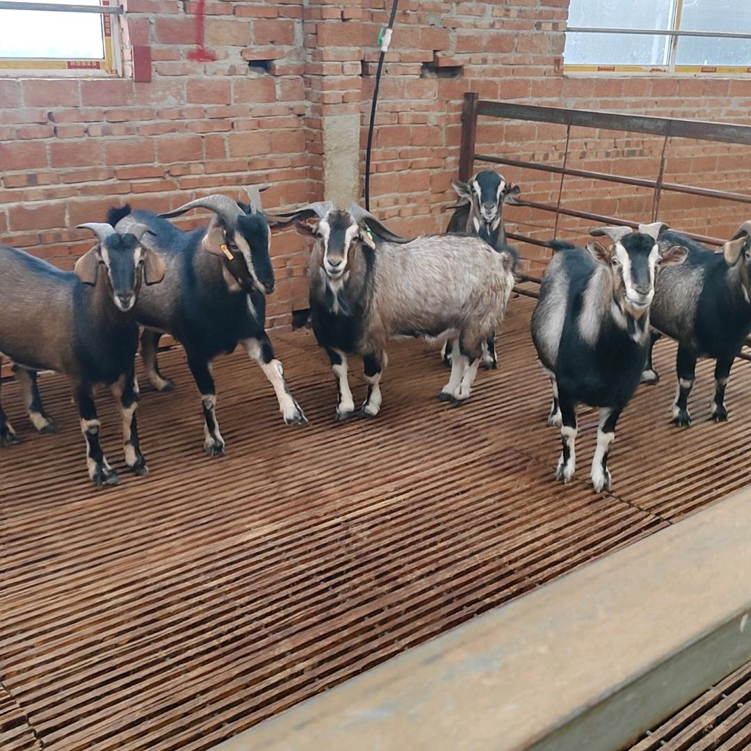 羊肉批发群羊淘汰母羊