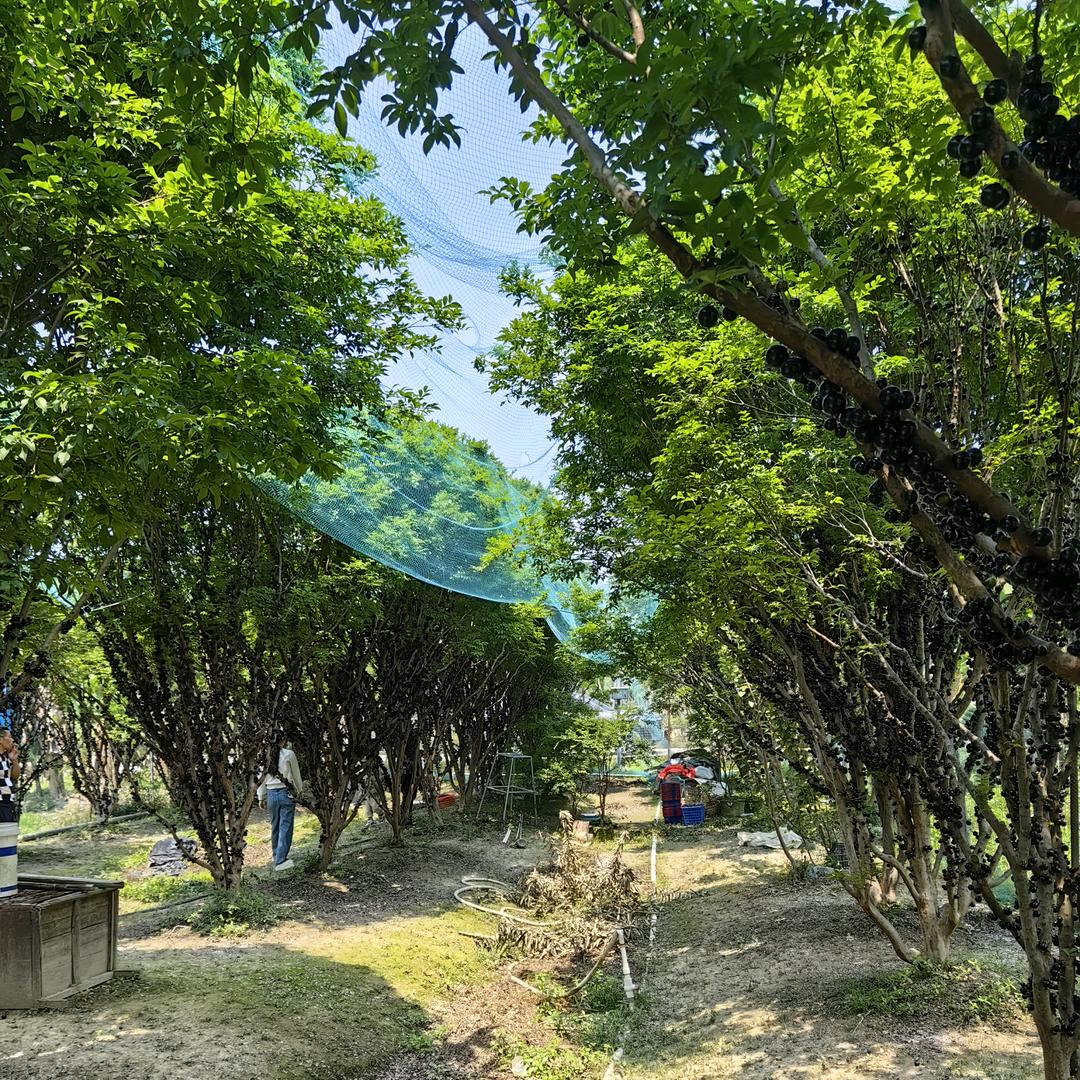悟空爱吃水果