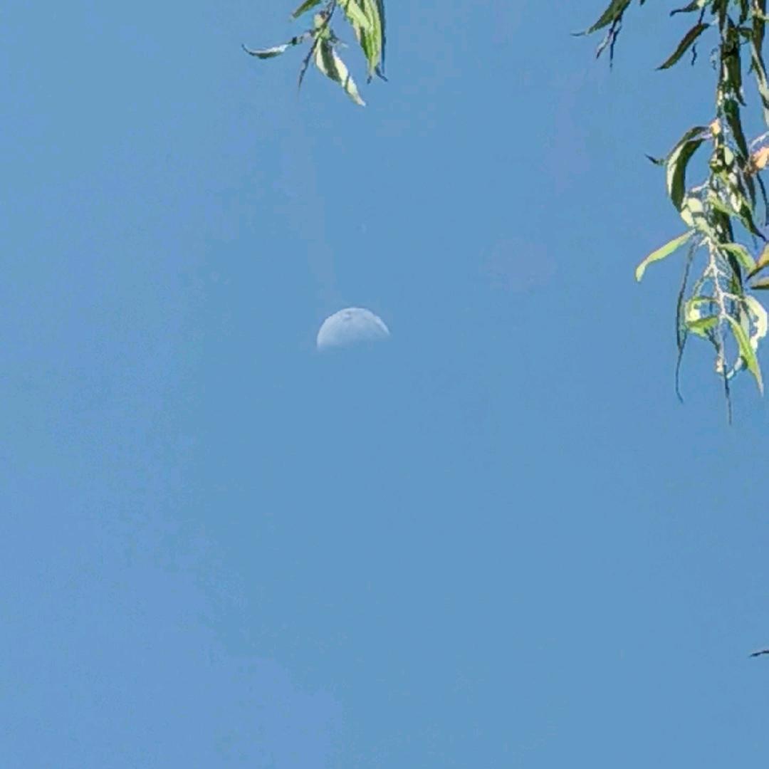 青狼