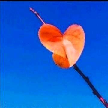 烟如柳
