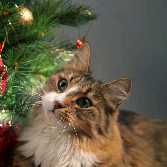 带刺的玫瑰杀人不见血