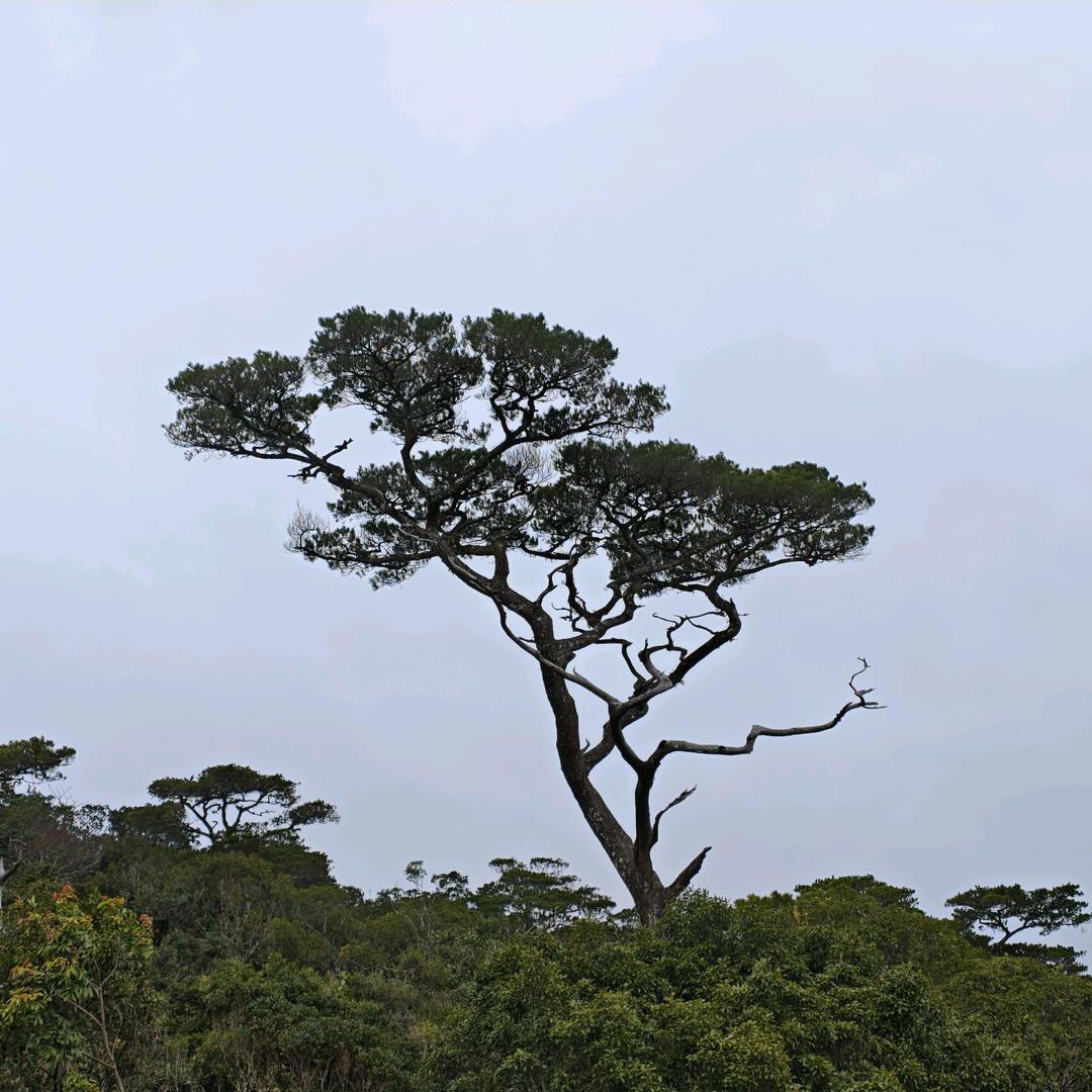 海南热带雨林玩家