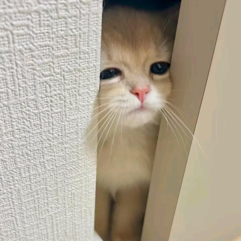 电子咸鱼