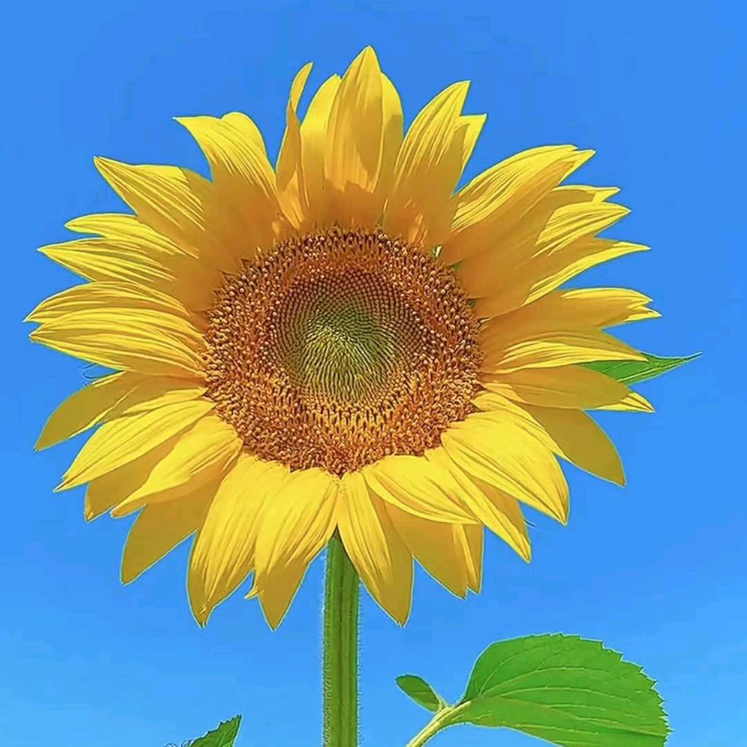 当慧