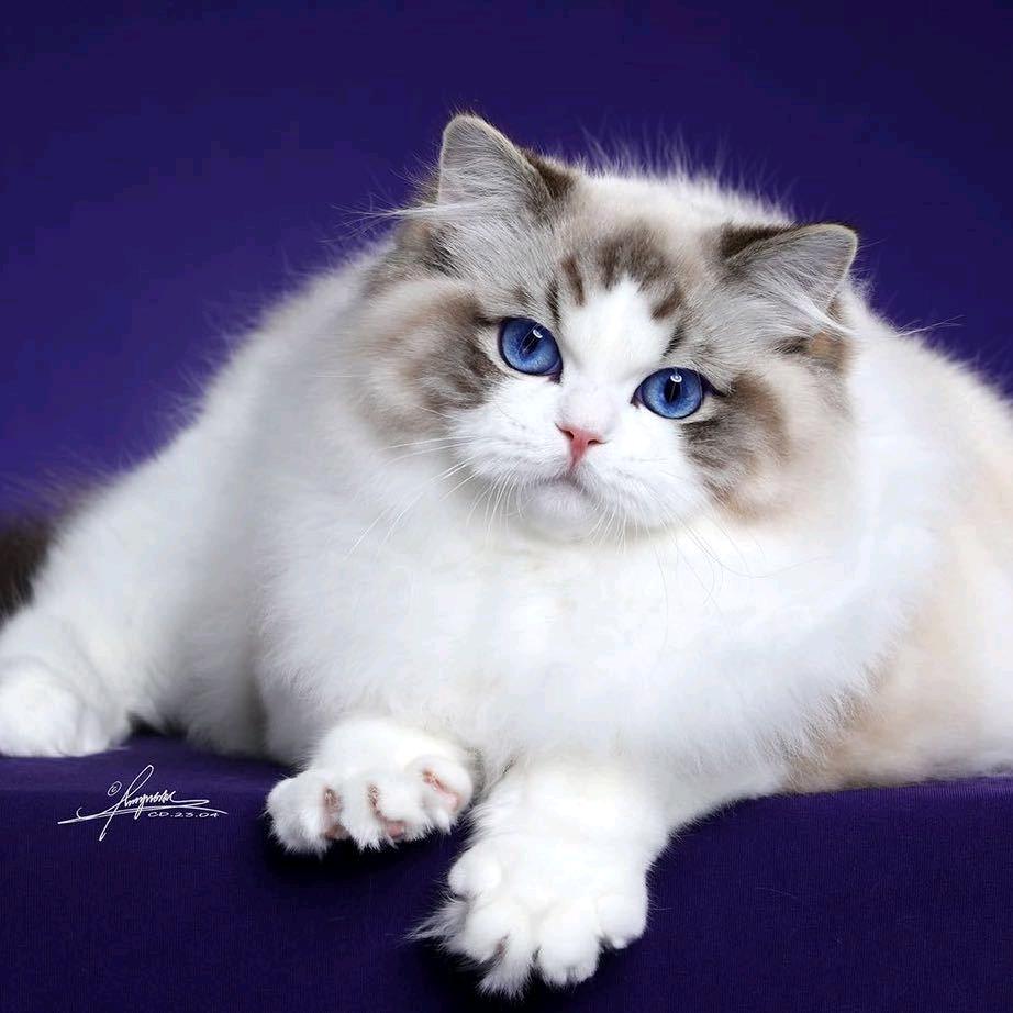 小兵布偶猫舍