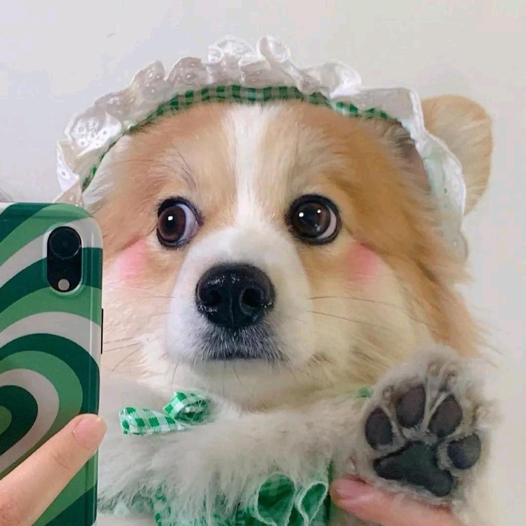 三文鱼