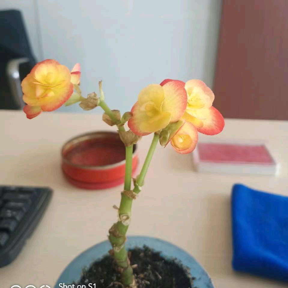 銘記那一份承諾