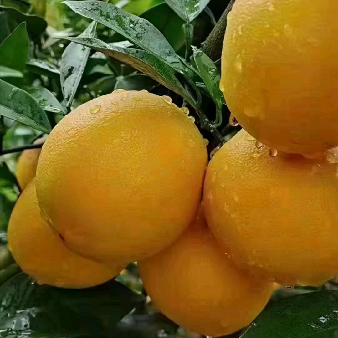 赣南脐橙小哥