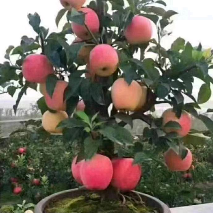 南华茶业