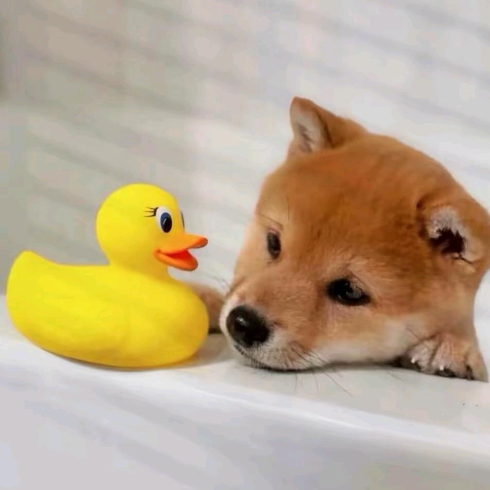 于泊冄