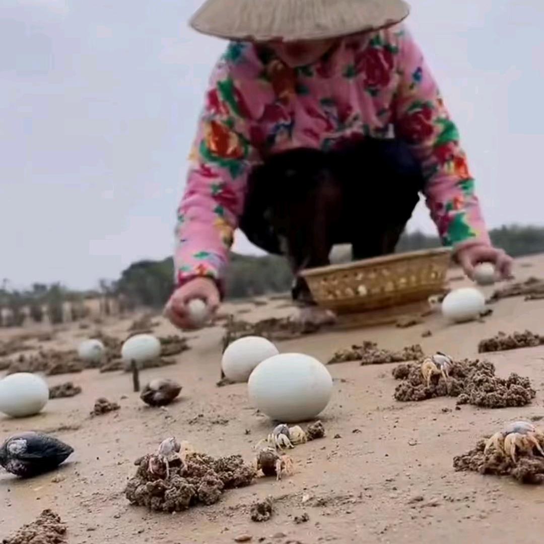 海鸭养殖基地（新号开播）