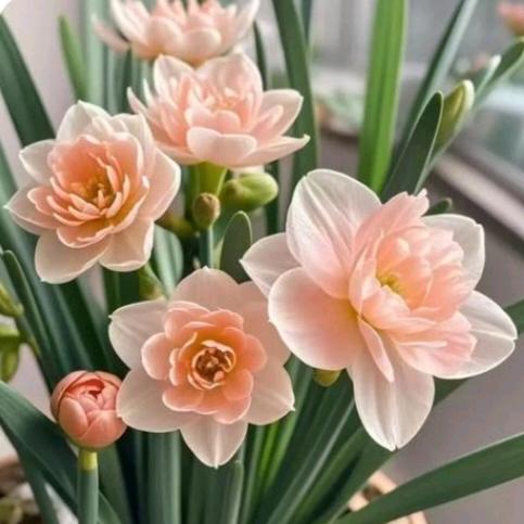 💞冰清玉洁💞
