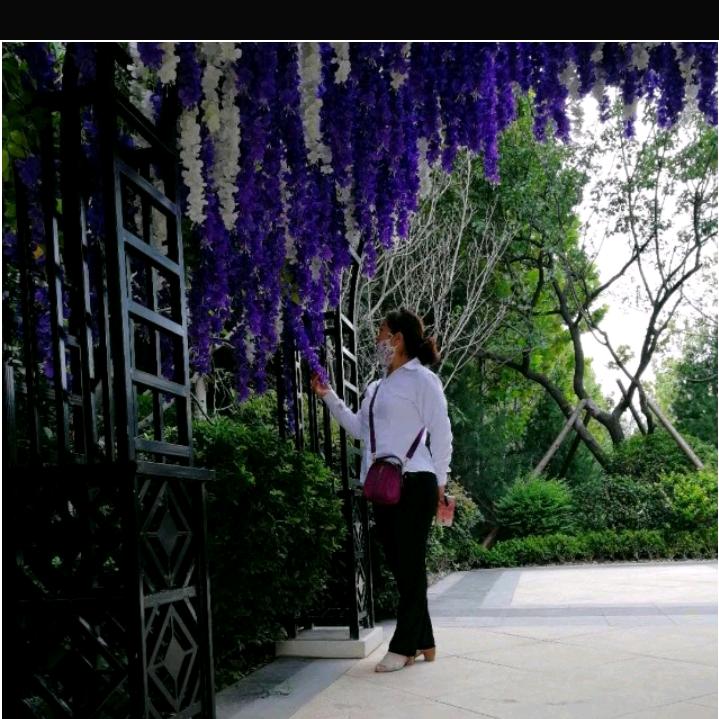 秋天的玫瑰（拒私聊）