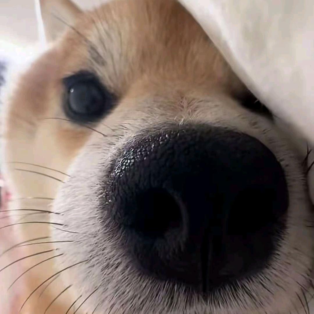 CZX(三角洲行动)