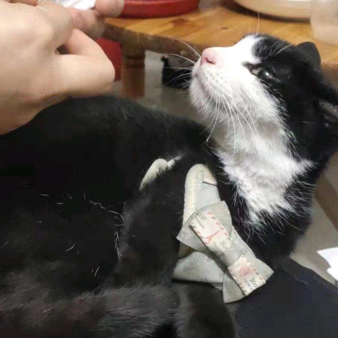 莫要顺从