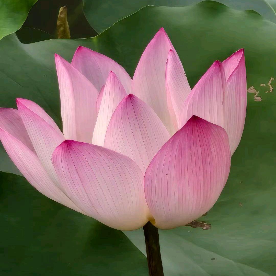 请叫我芳菇凉