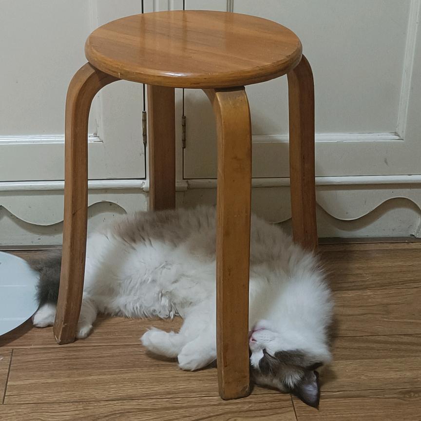 爱吃的阳阳阳🍓