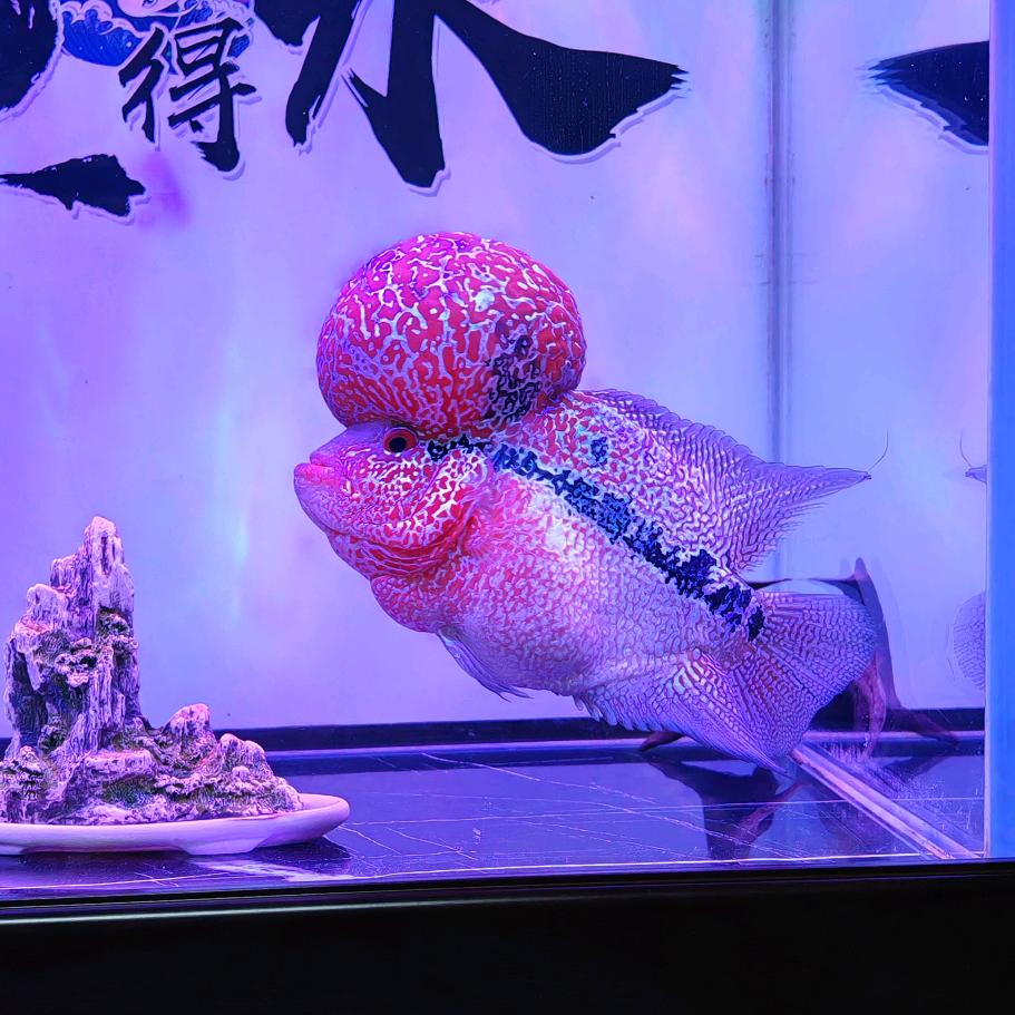 葛℘࿐