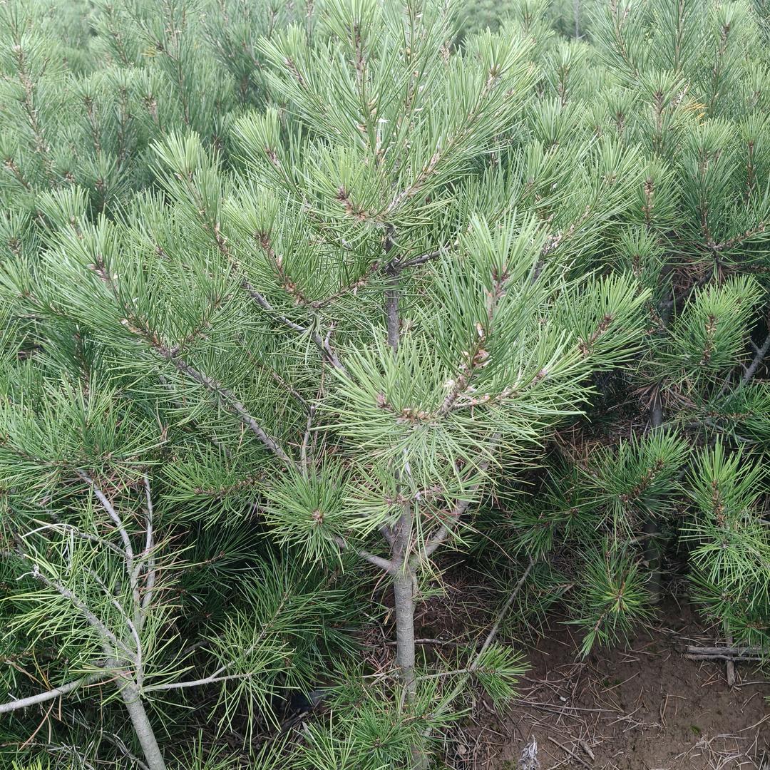 宝鸡忠缘钵苗农业科技有限公司