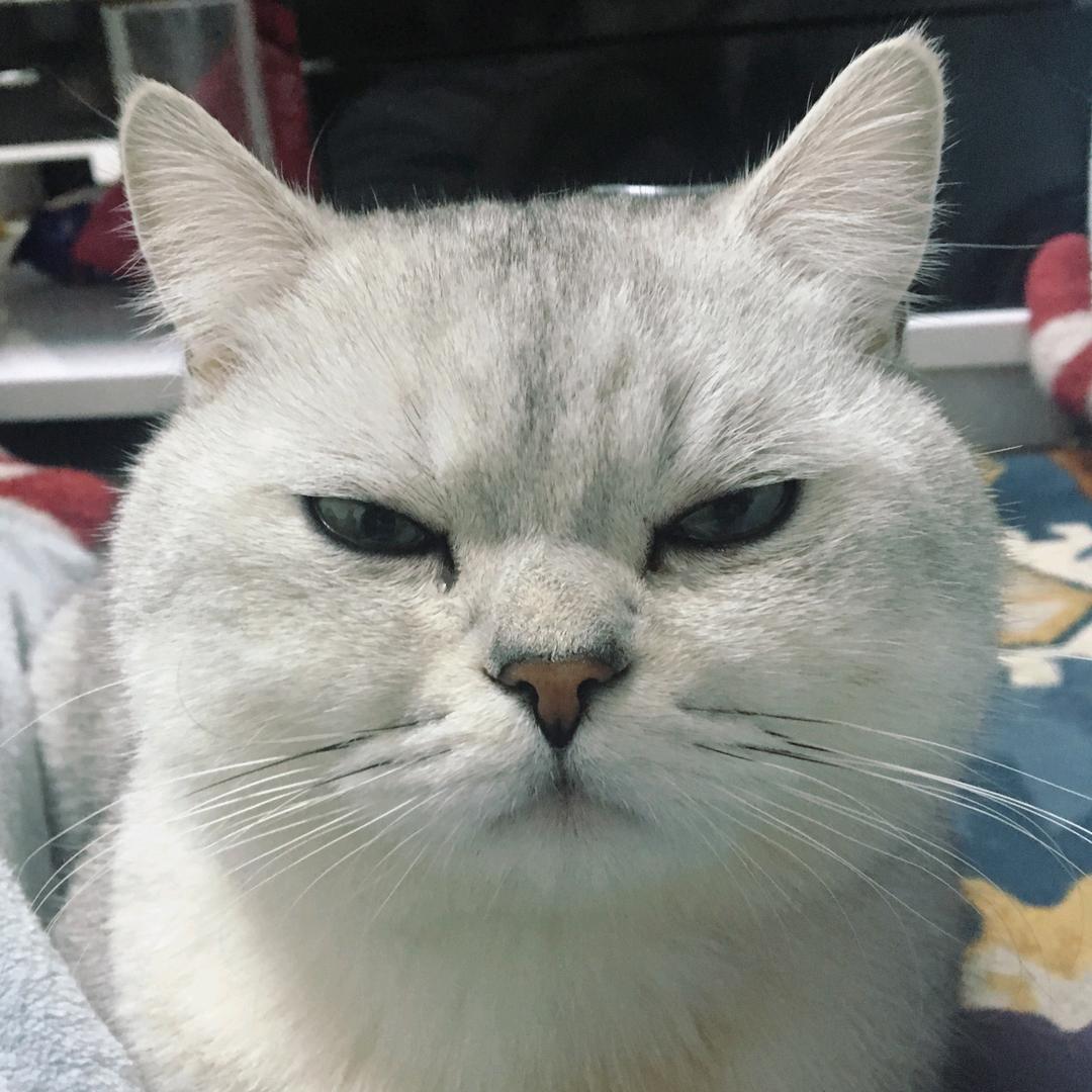 御A桑