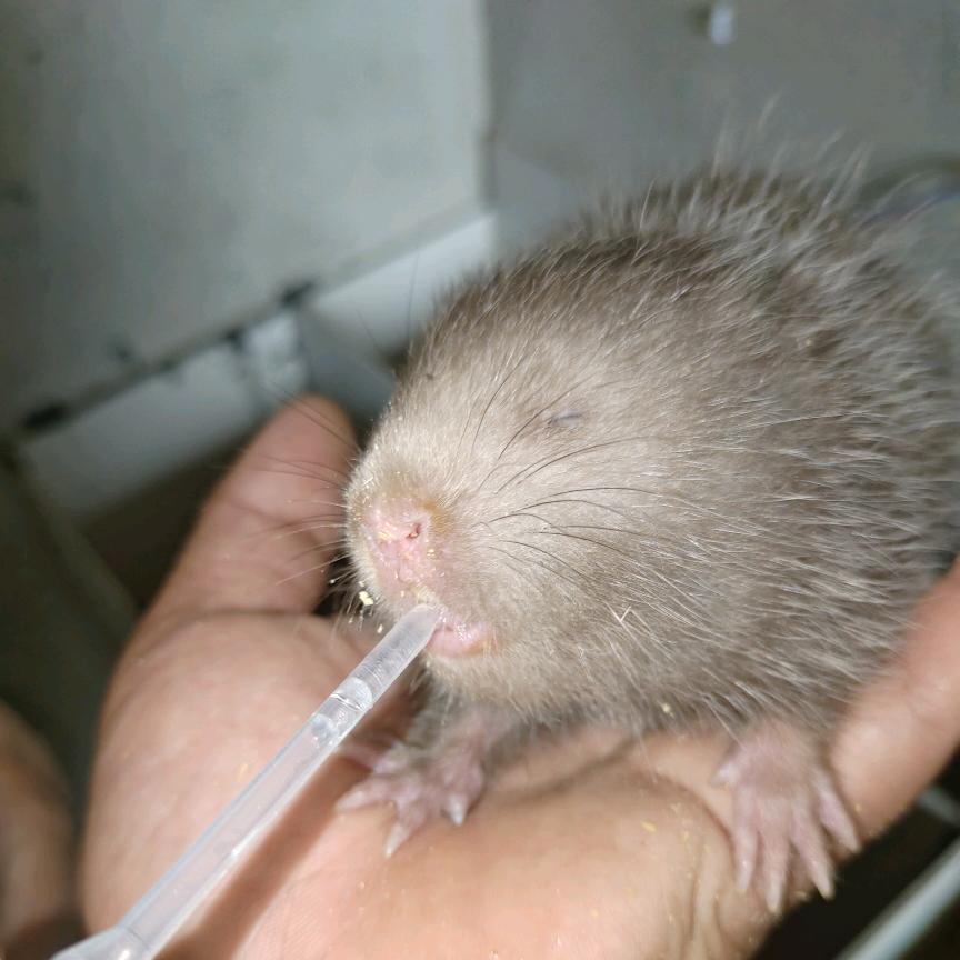 宁乡福哥竹鼠养殖基地