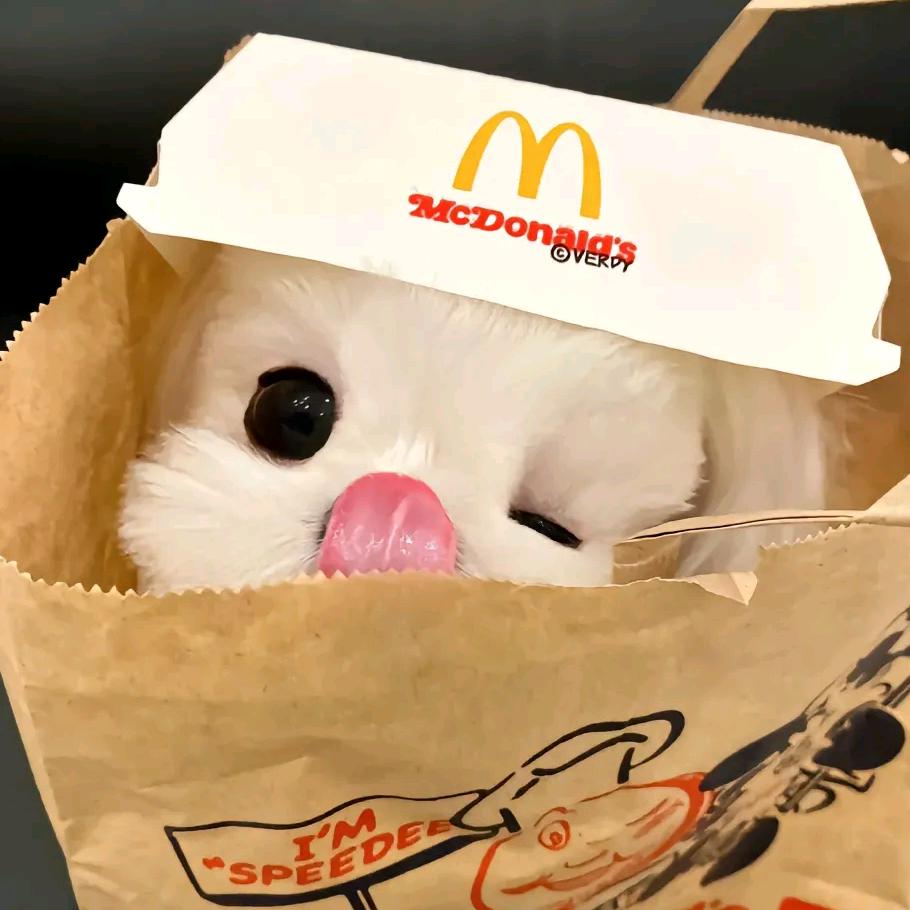 小懒猫 ՞˶･֊･˶՞ಣ