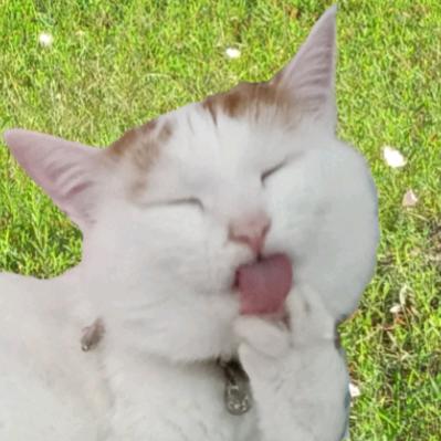 miao