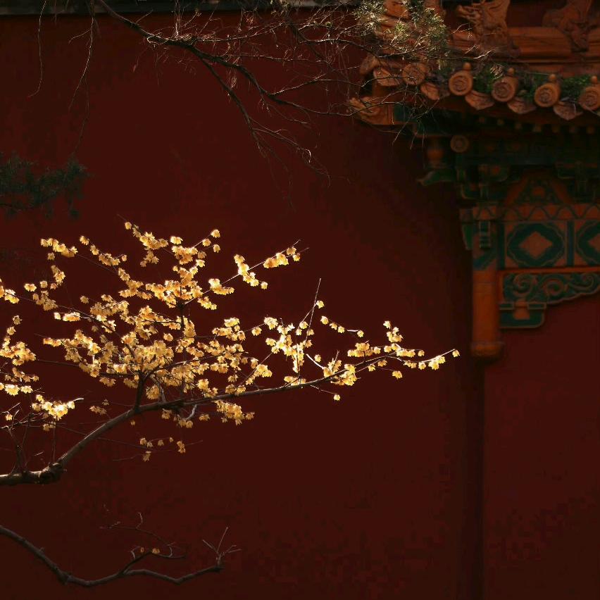 海风轻吻玫瑰