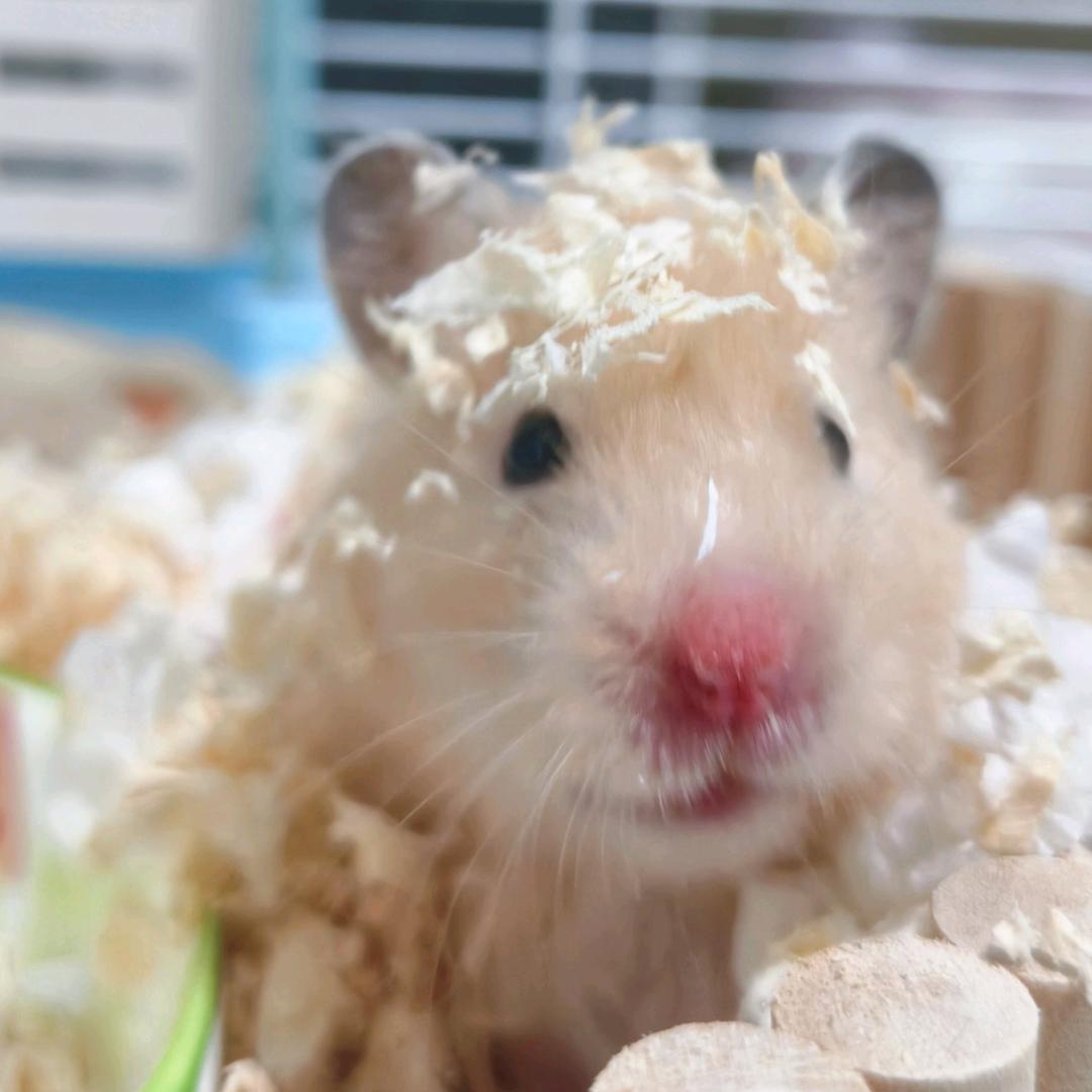 玉米粒儿🌽