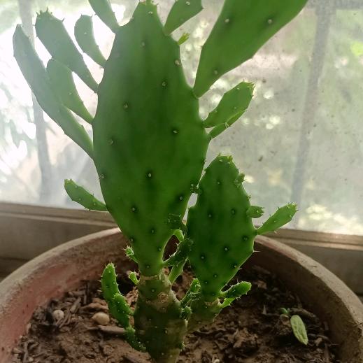 贺新春
