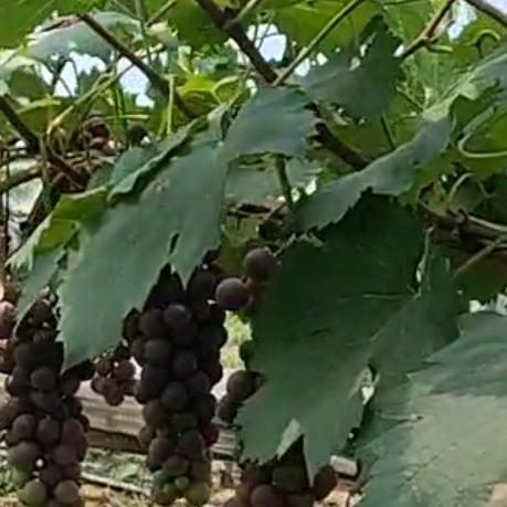 🍇🍇
