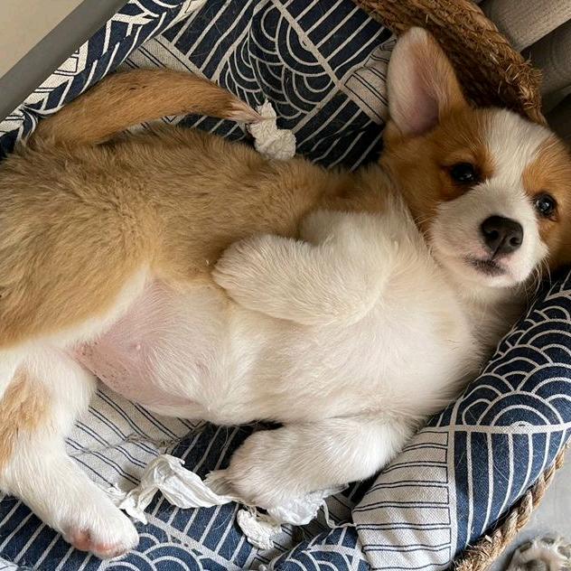 记录招财进宝🐶