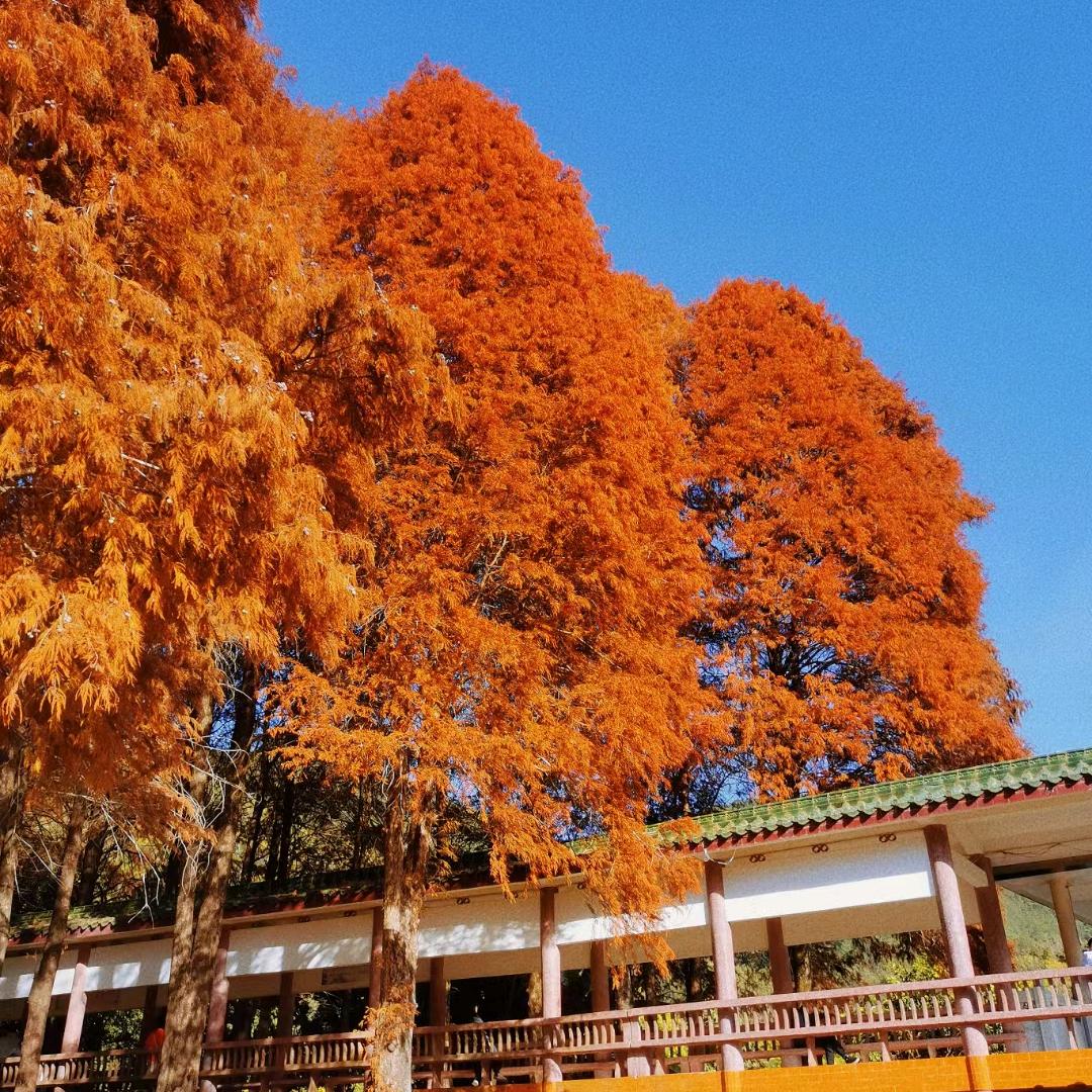 客都汇御纯金-郑宝旋