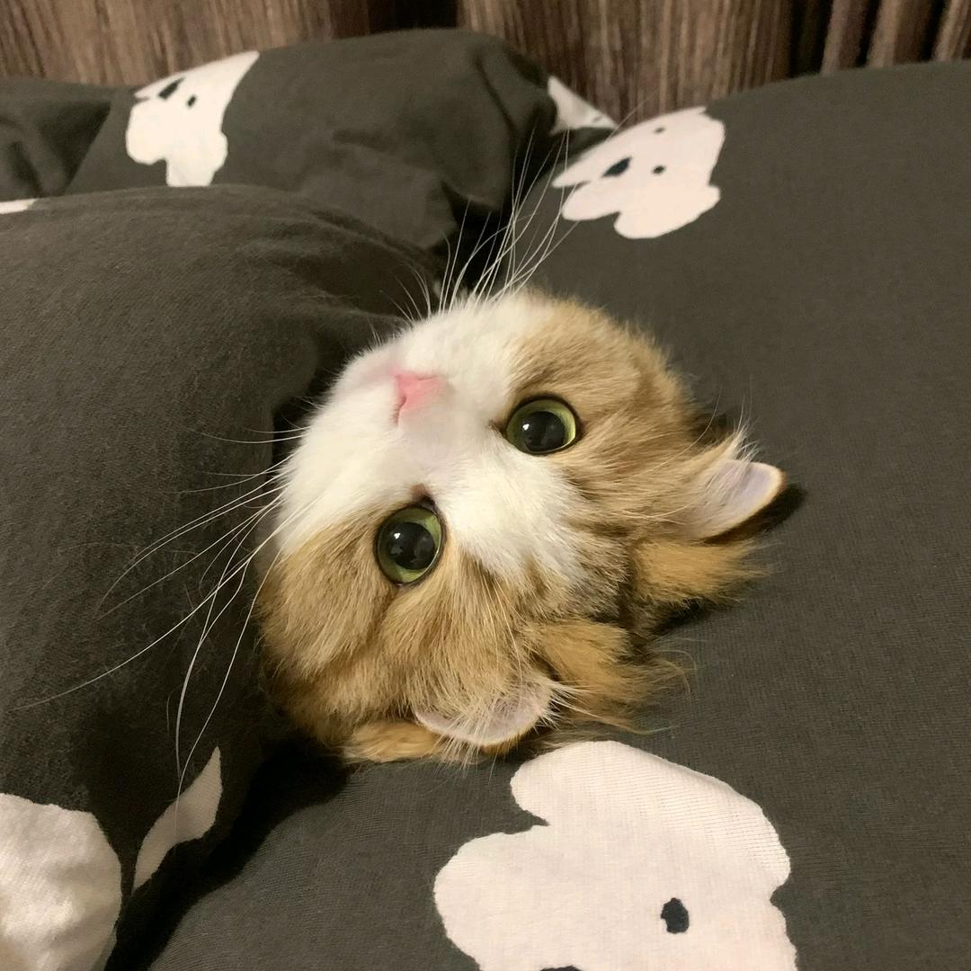 六贰