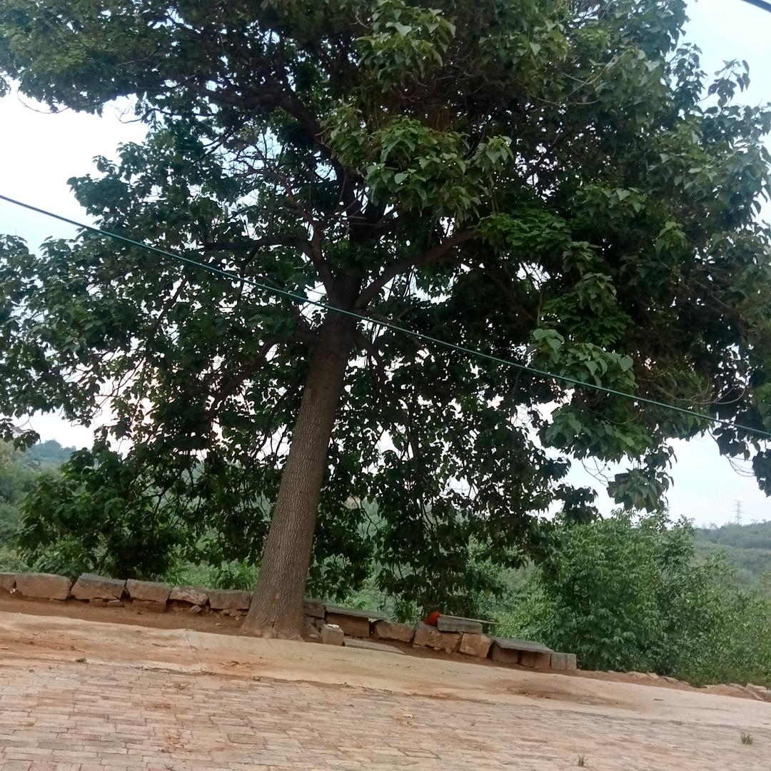 王秋兰