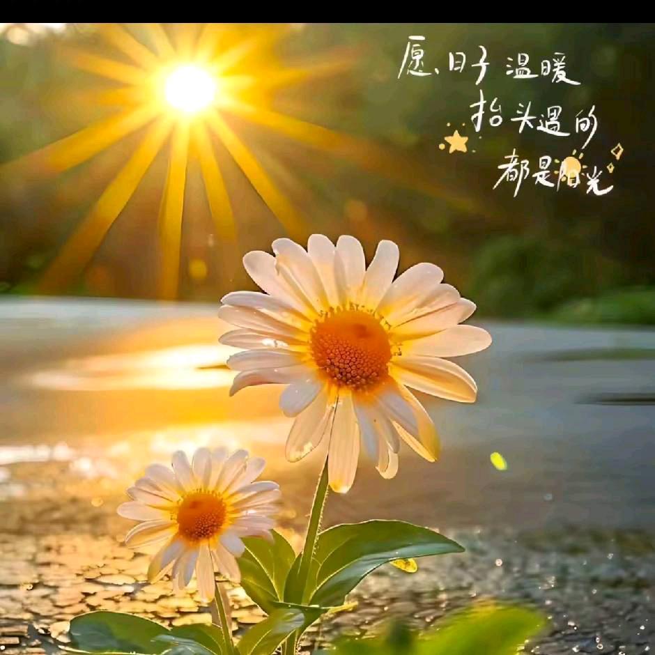 🩷🌺浪漫樱花🌺🩷