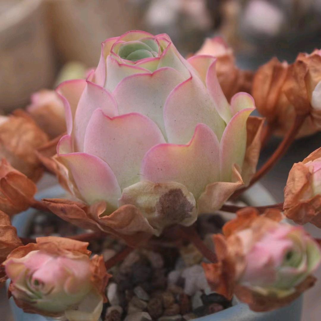 永不凋零的玫瑰