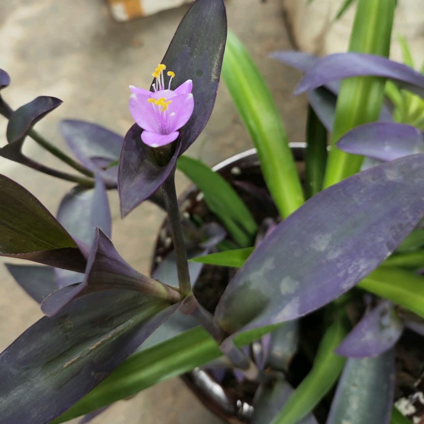 鑫御福北京布鞋官方号