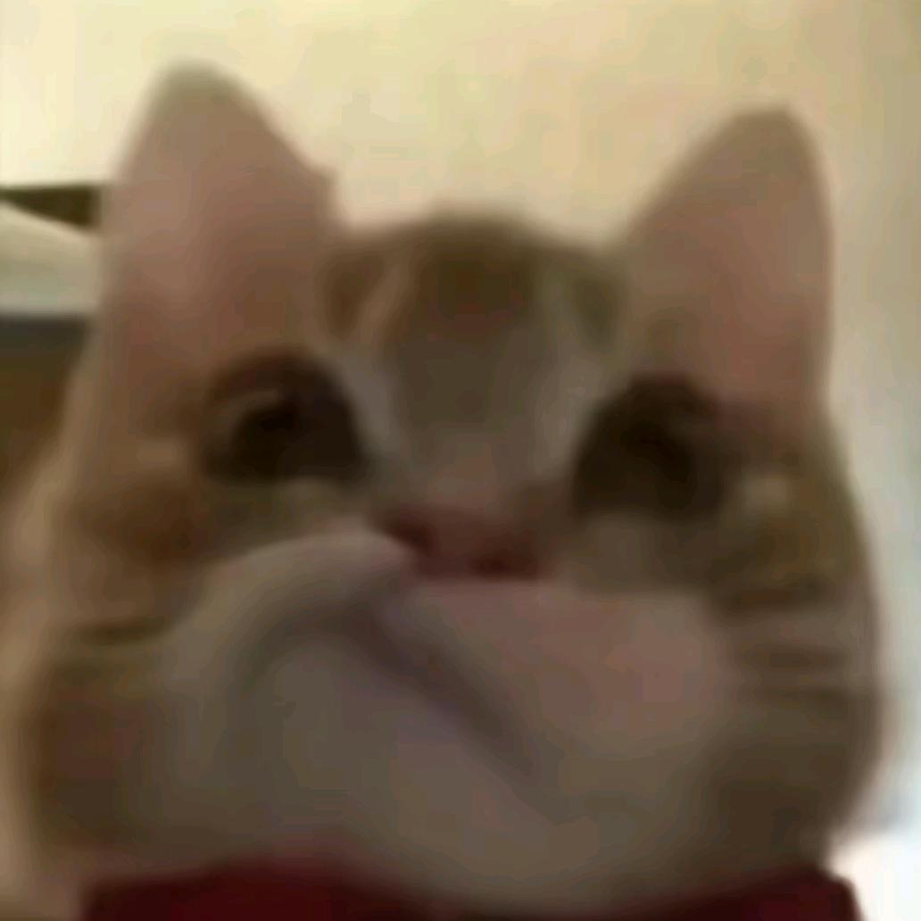 动物旋律