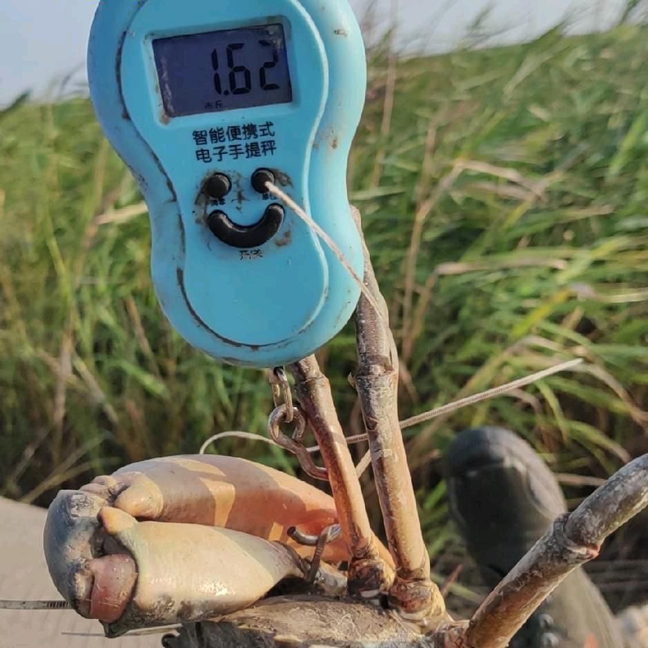 赶海的老李
