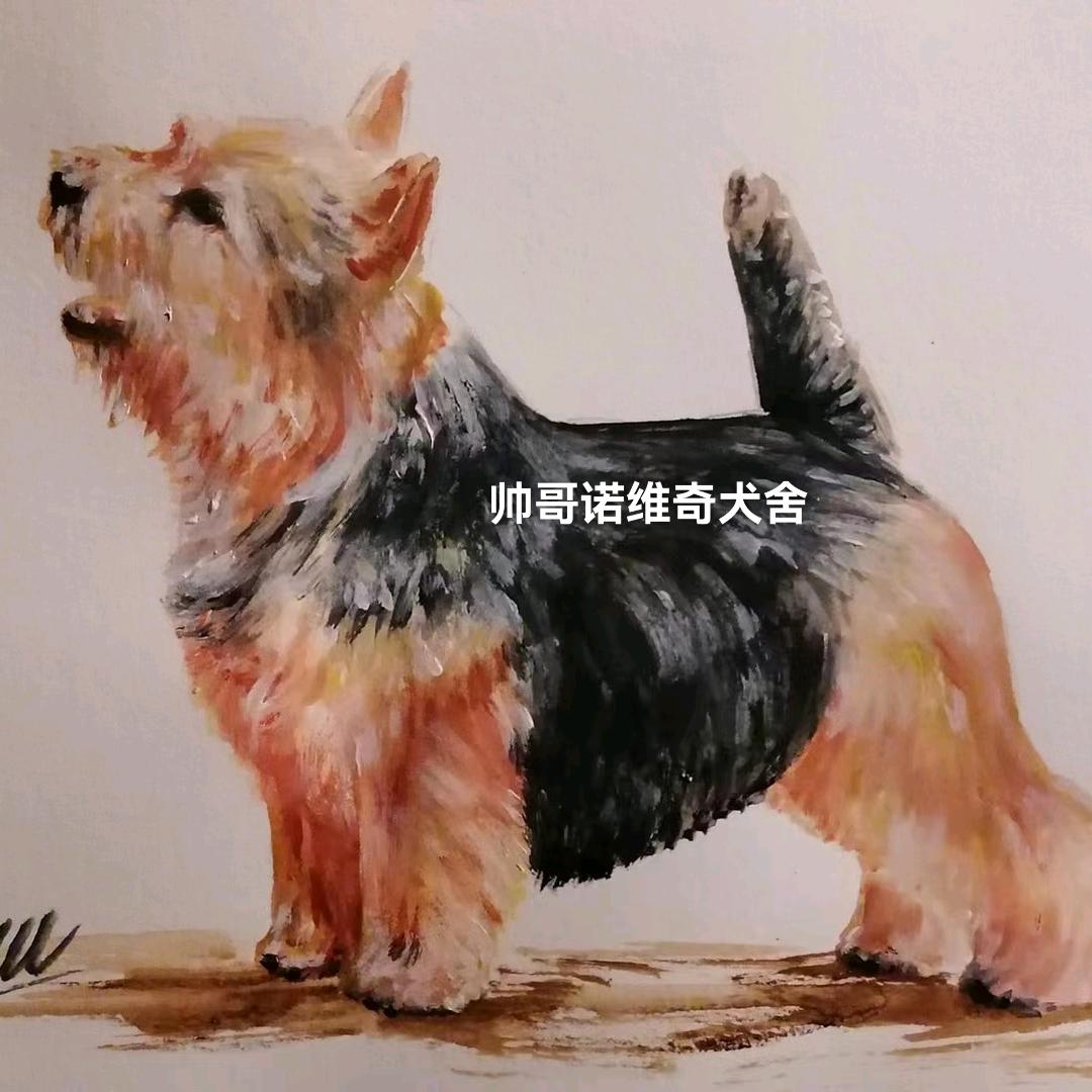 帅哥诺维奇犬舍