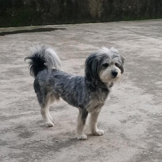 句容5万寻狗（狗没找到！找到会注销账号）