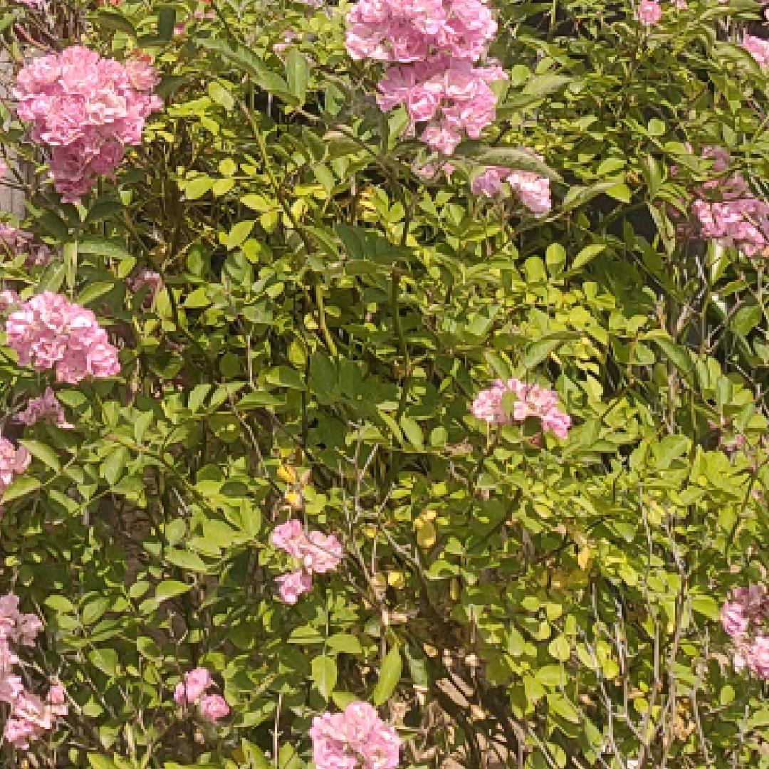 谁能理解我的心。