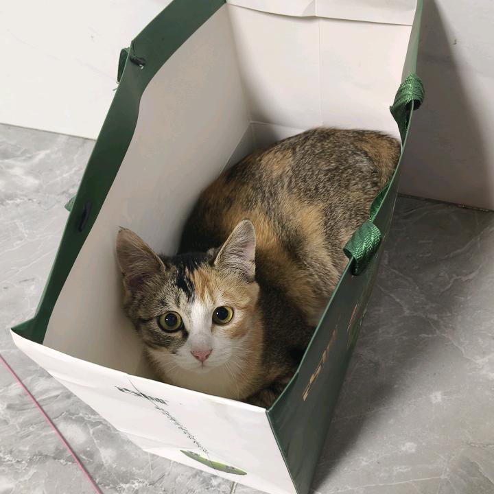 小猫也有烦恼嘛