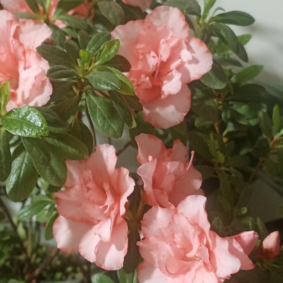 落花伊人