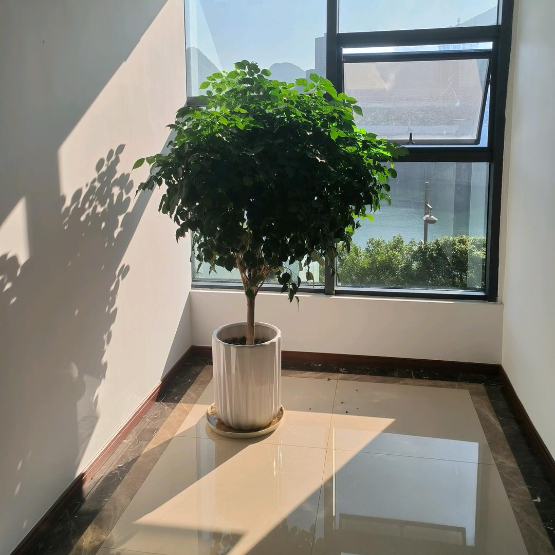 佳个何包蛋